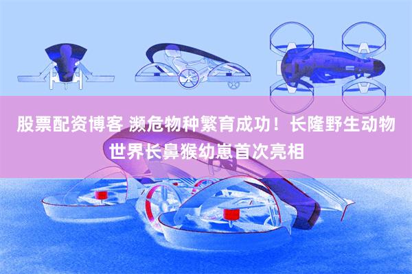 股票配资博客 濒危物种繁育成功！长隆野生动物世界长鼻猴幼崽首次亮相
